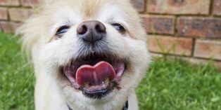 Perro 'enloquece' al ver unas burbujas y hace reír a todos en las redes