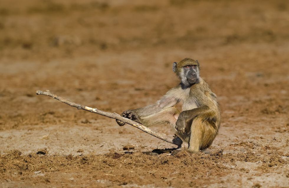 En Facebook se compartieron a los finalistas. (Foto: Comedy Wildlife Awards)
