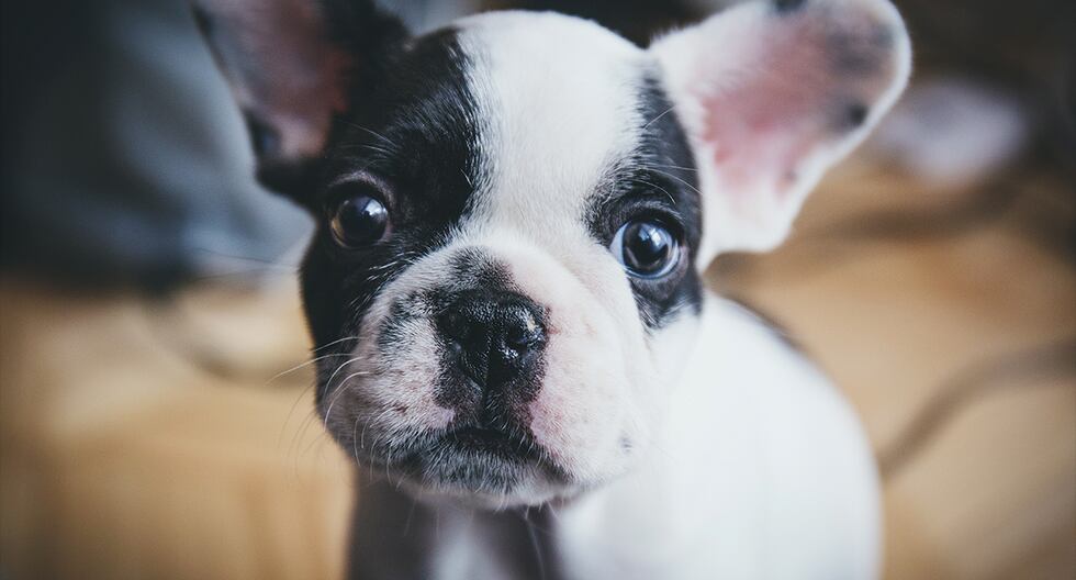 Nace un perro de color verde en Estados Unidos. (Foto: Pexels)