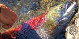 El esfuerzo titánico de unos salmones para cruzar un camino inundado con el objetivo de reproducirse