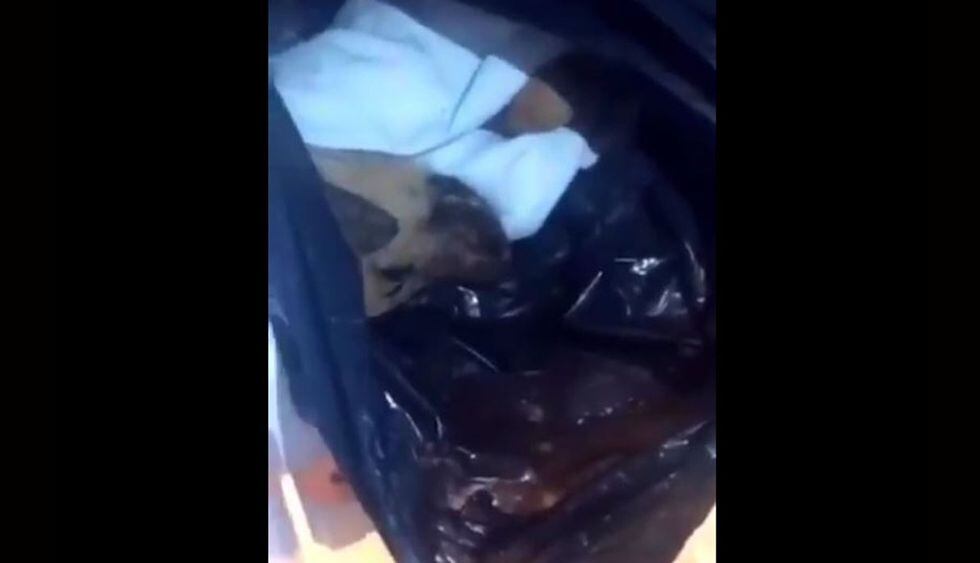 La cabeza de un perro en la refrigeradora. Una de las vecinas del lugar grabó con su celular el macabro hallazgo. (Foto: @jjsolisher)