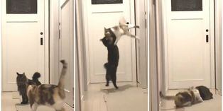 ¿El gato de John Cena? Felino es captado venciendo a otro con un 'suplex' al estilo de la WWE