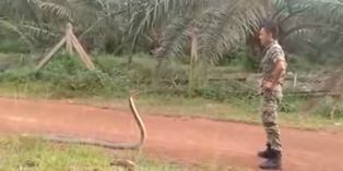 La insólita reacción de un soldado al encontrarse con la serpiente venenosa más grande que existe