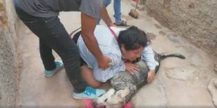 Facebook Viral: Denuncian que mataron a perros para desalojar a moradores de un solar en Magdalena