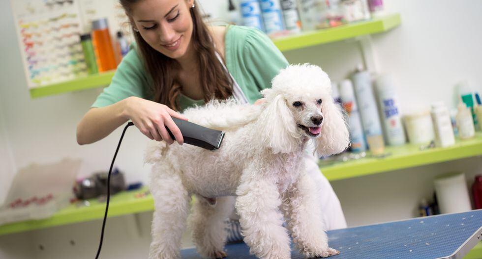 ¿Hasta dónde cortar el pelo del perro?