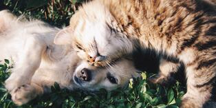 Un perro y un gato son tan buenos amigos que no toleran estar separados el uno del otro