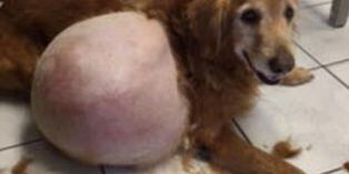 Abandonó a su perro con tumor de 19 kilos y podría ir a prisión