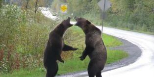 Brutal pelea de osos salvajes paraliza el tránsito en una carretera de Canadá