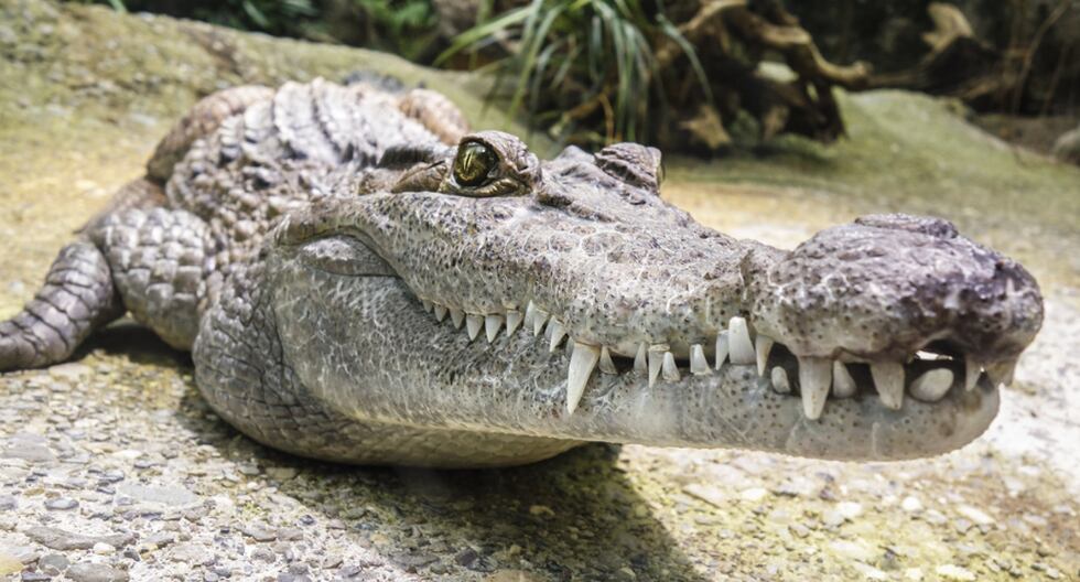 El enorme cocodrilo fue visto deambulando por un vecindario de Orlando, en la zona central de Florida. (Foto: Pixabay/Referencial)
