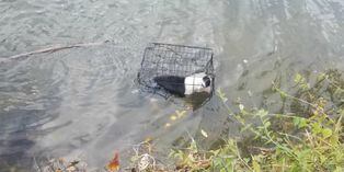 Rescatan a perro que fue encerrado en una jaula y arrojado a un lago helado