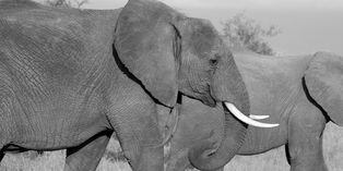 Un elefante estaba a punto de atacarlo, pero emplea insólita maniobra y logra hacerlo retroceder