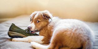 Mascotas: Mi perro muerde todo ¿qué hago?