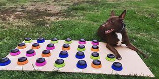 Perrita aprendió a ‘hablar’ apretando botones de un tablero que le diseñó su dueña