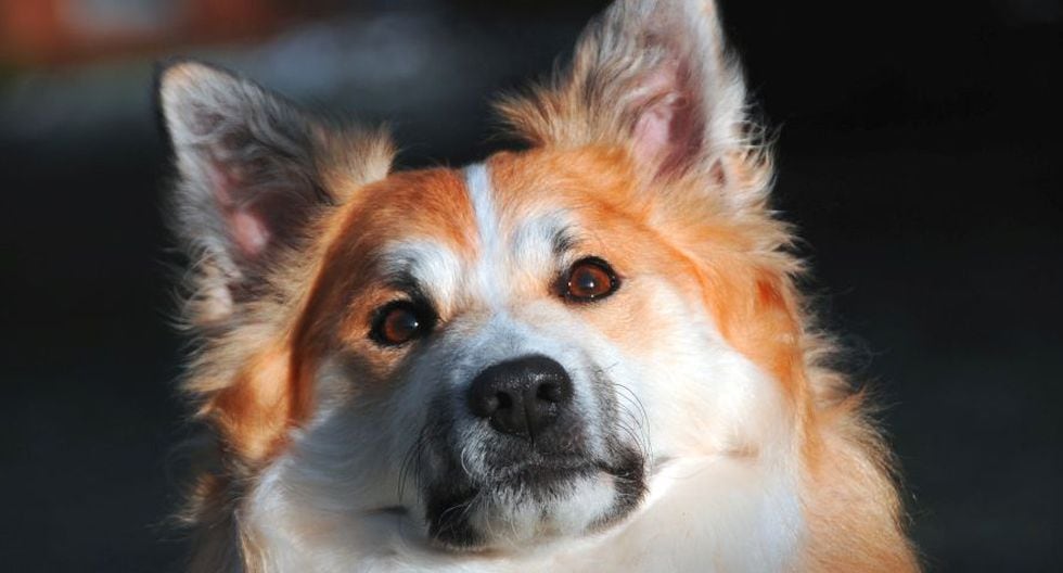 Los perros tienen un oido muy agudo y desarrollado que son capaces de percibir sonidos a larga distancia (Foto: Pixabay)