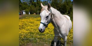 ‘Tango’, el caballo que la rompe en redes sociales con sus disparatadas anécdotas