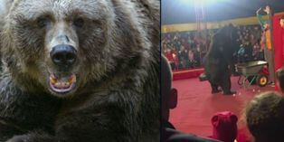 YouTube viral: Oso ataca a domador en plena función de circo de Rusia | VIDEO | FOTOS