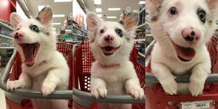 Twitter fotos virales: Perrita va al supermercado y visita se convierte en el mejor día de su vida