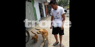 El homenaje a 'Gringo',el perro héroe que salvó a joven de delincuentes y fue atropellado días después