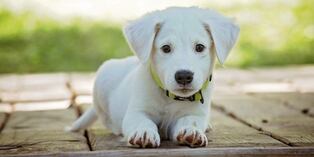 ¡Se cree un bebé! Perro se adueña de un chupón y hace berrinche cuando intentan quitárselo