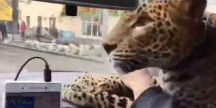 "Voy con un gato grande": el mensaje que le llegó a taxista poco antes de viajar con un leopardo