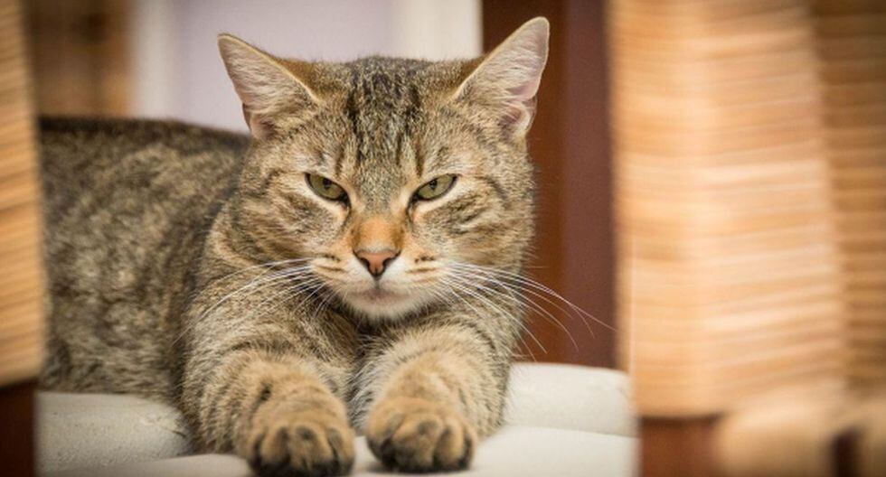 Condenan a seis meses de cárcel a una pareja que ahorcó y mató con una cuerda a un gato. (Foto: Referencial)