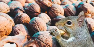 Su auto olía a quemado y hacía ruidos extraños, lo revisó y encontró cientos de nueces almacenadas debajo del capó