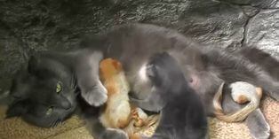 Conoce a Pusha, la gata que 'adoptó' a unas ardillas huérfanas halladas en una caja
