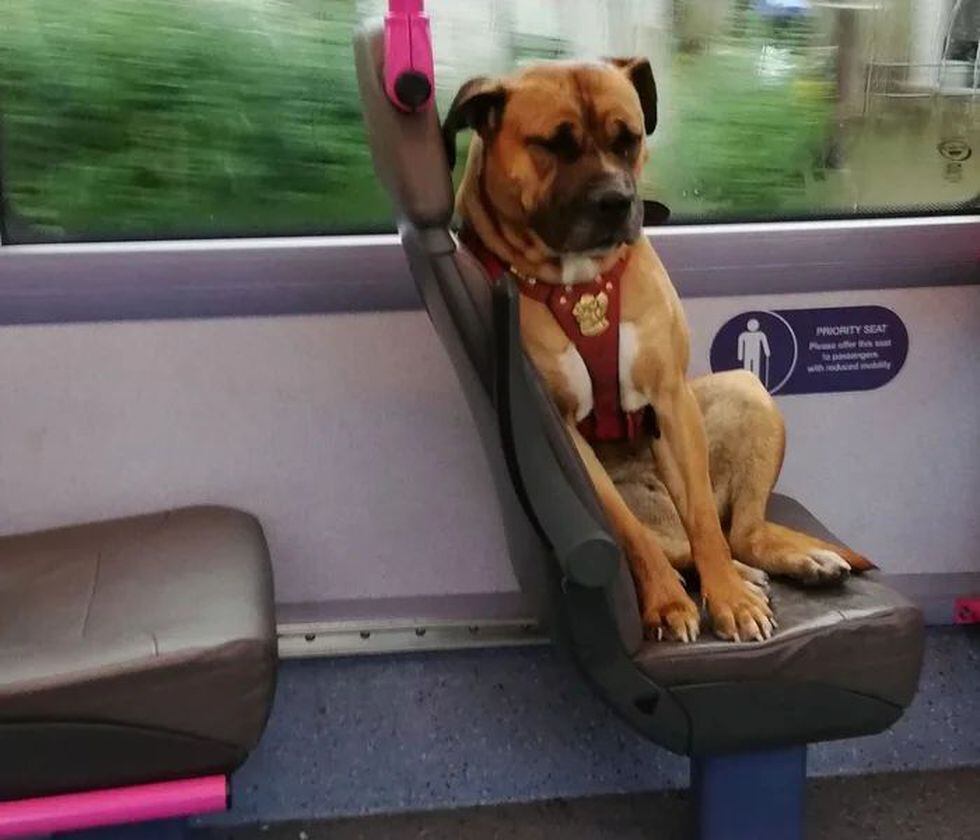 La perrita abordó el bus por su cuenta después de haber sido aparentemente abandonada por sus dueños. (Foto: Gemma Burton en Facebook)