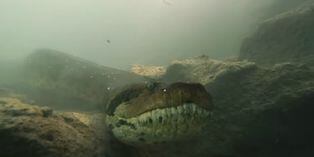 Buzos graban su aterrador encuentro con una anaconda de 7 metros de largo
