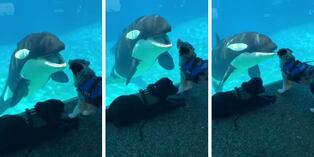 Facebook viral: Orca y su alegría al ver por primera vez a un perro de servicio | VIDEO