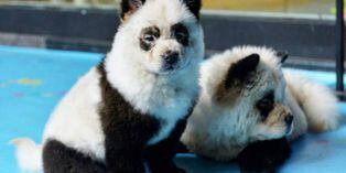 Polémica por teñido de perros para que parezcan bebés pandas en un café de China