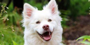 Un perro y su desbordante felicidad al jugar como un niño cautivan al mundo entero