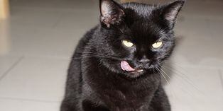 Gato 'enloquece' a miles por su particular forma de comer