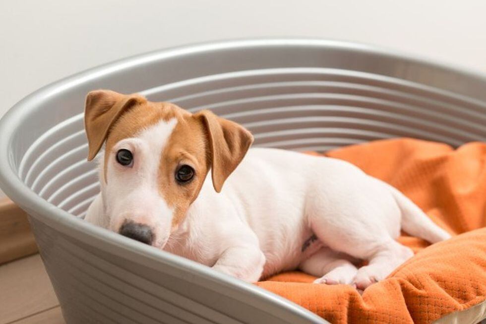 Jamás trate de curar a tu perro si presenta alguna enfermedad, lo mejor es llevarlo con un especialista. (Foto:Freepik)