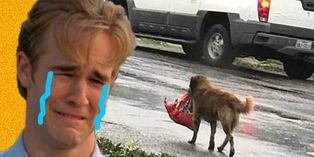 Facebook fotos virales: La tierna imagen de un perro cargando su comida tras el paso del huracán Harvey