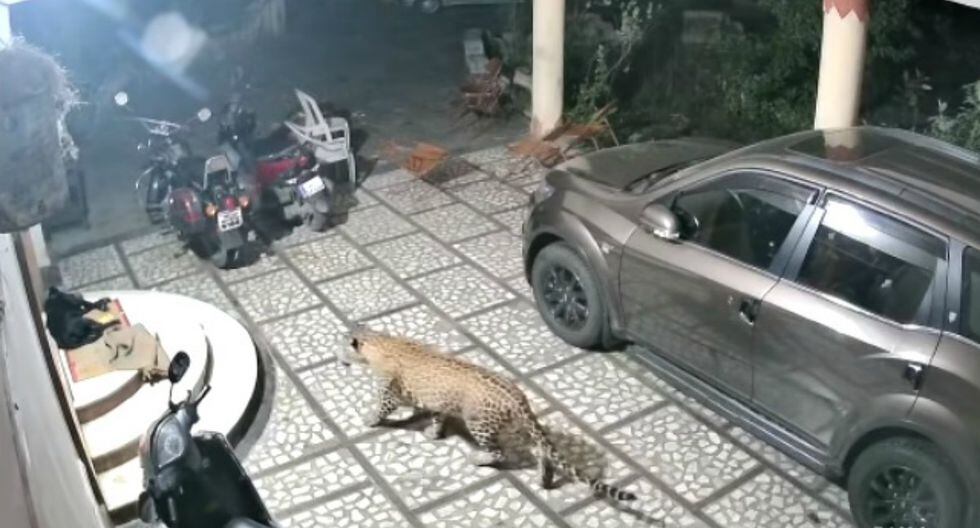 Se volvió viral en YouTube el instante en que un leopardo ataca a un perro que dormía plácidamente en la calle. (Foto: Captura)