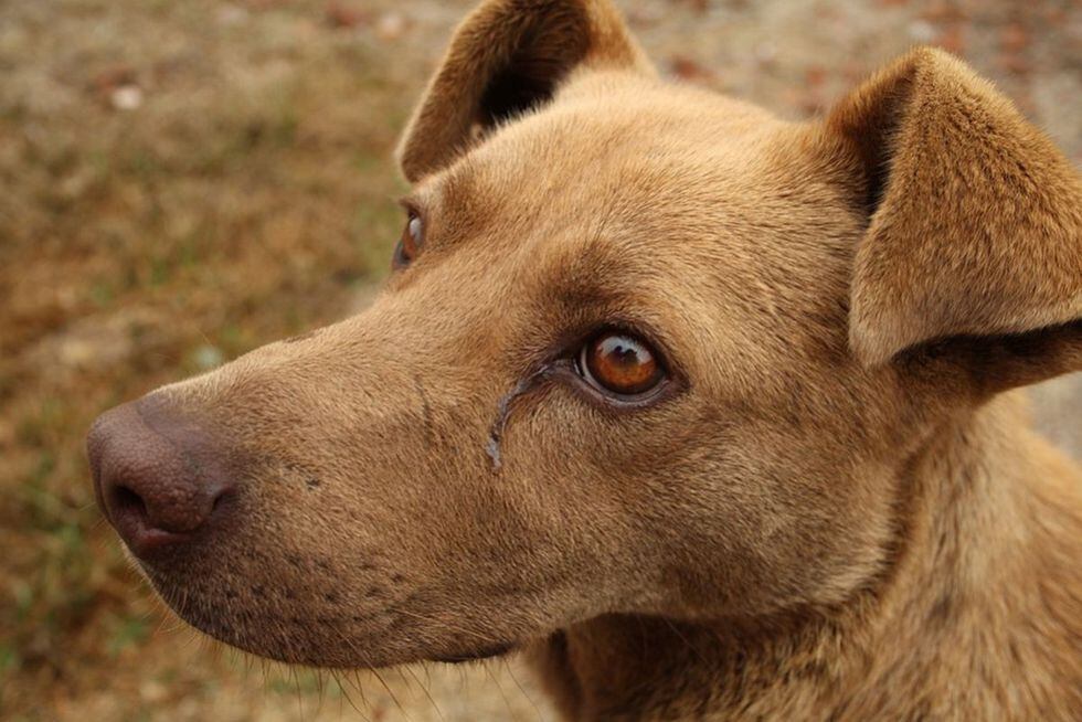 Nuestros perros requieren cuidados necesarios para que se desarrollen de manera normal. (Foto: Pixabay)