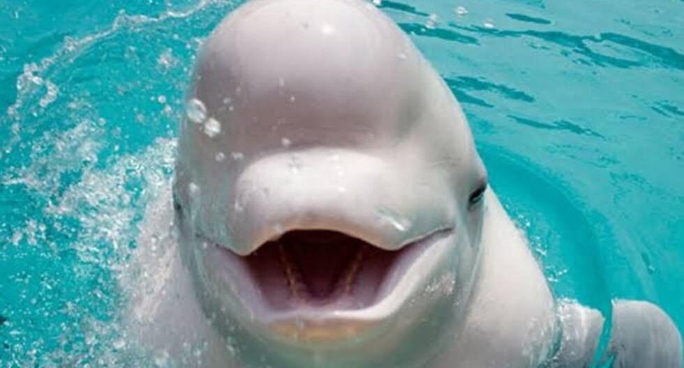 La curiosa ballena sorprendió al mundo con su particular forma de hacer amigos.(Foto: The White Whale Programme/Referencial)