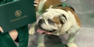 Facebook viral: Un perro mascota de universidad se robó el show (y hasta una diploma) en graduación | VIDEO